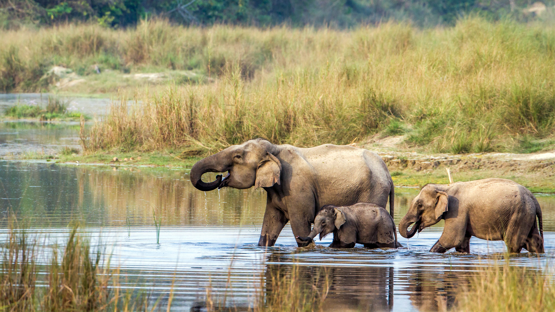 Chitwan Extension Himalayan Hikers Expedition